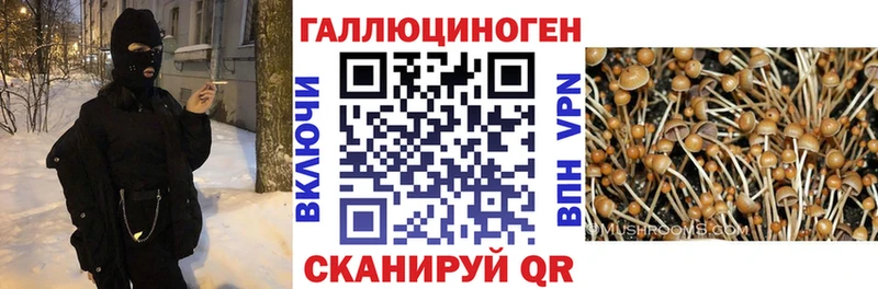 Псилоцибиновые грибы прущие грибы  где купить наркоту  Купино 